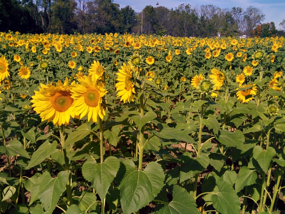 Yellow Springs, Ohio Imagery - 10 of 31