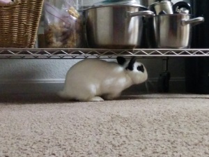 Spice addiction: scourge of the bunny underworld!