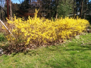 A close-up of the yellow spring bloom in our Yellow Springs back yard. See what I did there?