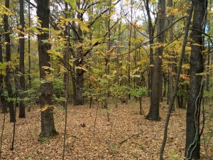 Even in the fall, the Glen Helen nature preserve is beautiful.