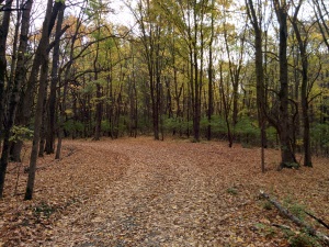 The road (so to speak) leading to the Glen Helen nature preserve's learning center.