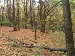 Hey, more fallen trees!