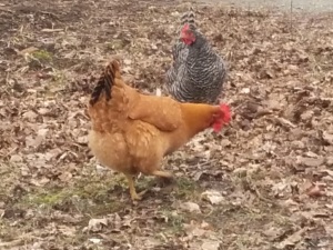 Free range chicken gangs.