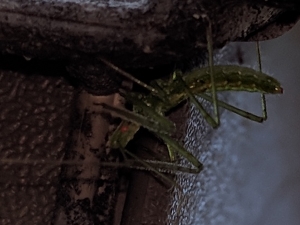 Is this mantis praying? Or is it even a mantis?