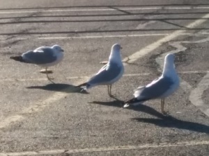 Their genetic memory tells them that they used to be raptors. Or something else that was big, and had sharp bits built in.